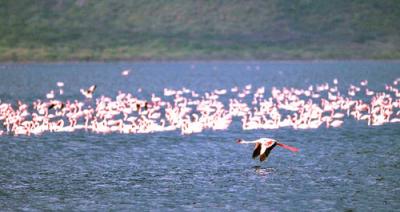 des flamants roses au Kenya