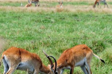 In pics: scenery of Botswanas Okavango Delta