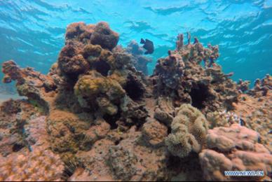 Scenery of coral reefs in waters of Red Sea