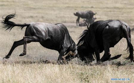 Wild animals seen in Kenyas Maasai Mara National Reserve