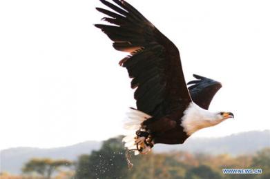 African fish eagle seen at bird park in suburbs of Harare in Zimbabwe
